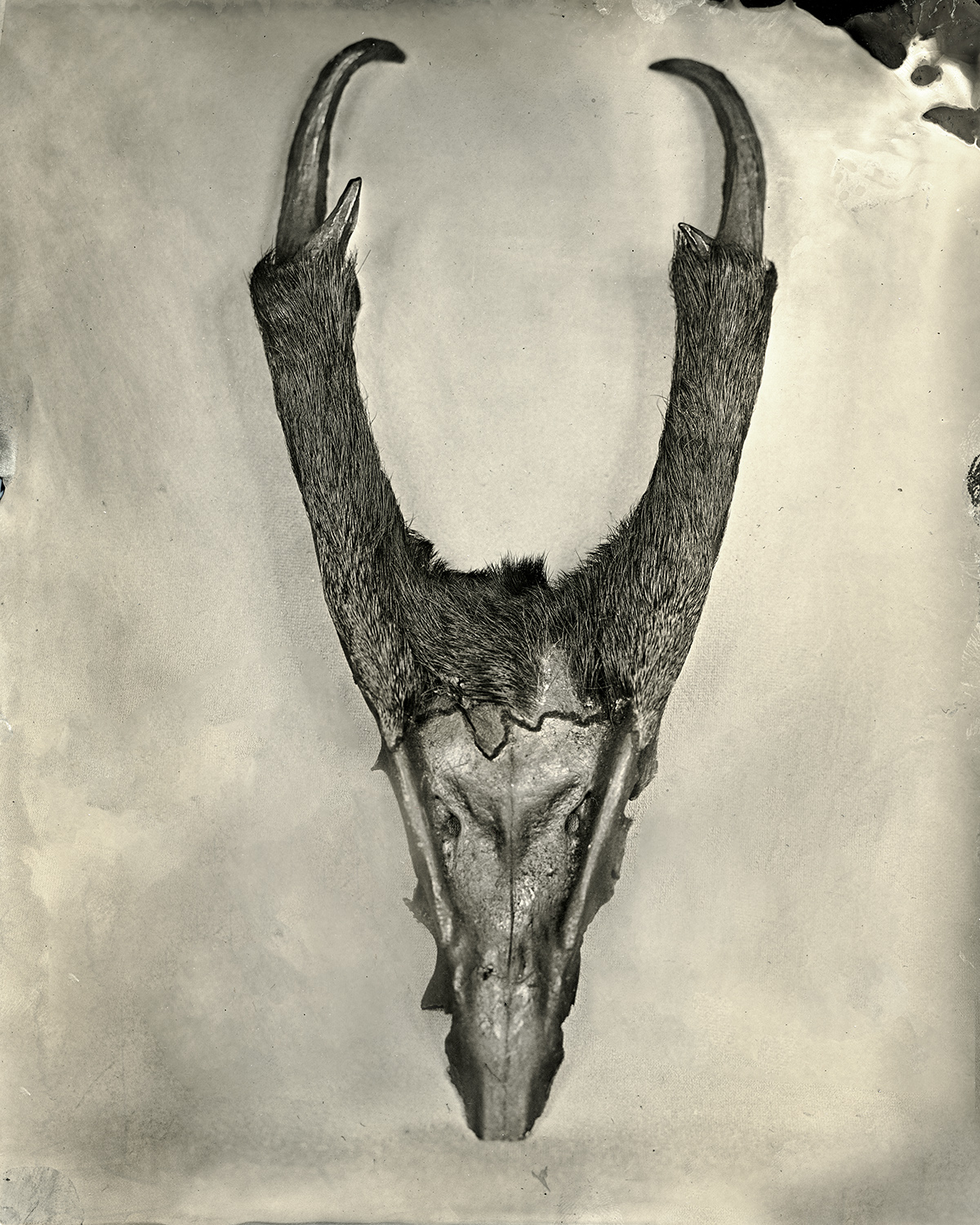 Muntiacus Deer, 2018, 8x10 inch Tintype