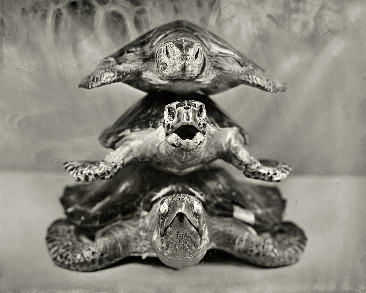 Stacked Turtles, 2018, 2018, 8x10 inch Tintype